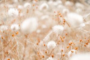 lagures-photo-v2